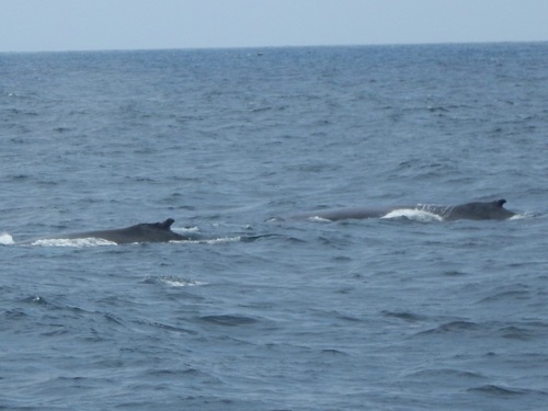 Humpback whale
