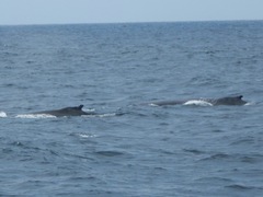 Humpback whale