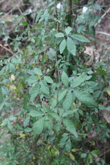 Solanum appendiculatum
