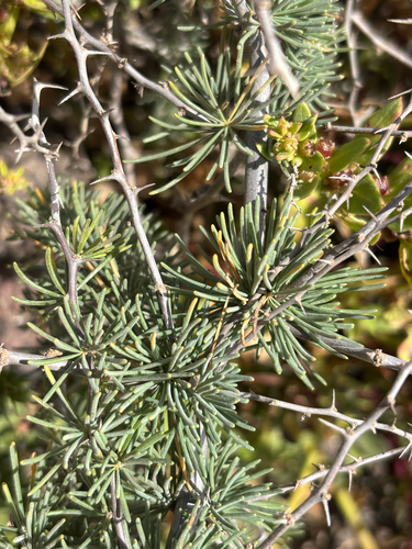 Asparagus pastorianus, photograph 1