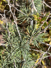 Asparagus pastorianus, photograph (c) Scott Cave, some rights reserved (CC BY)