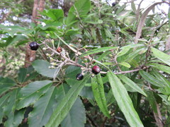Corokia buddleioides