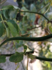 Conocephalus vitticollis
