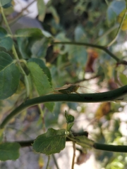 Conocephalus vitticollis