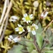 Common Whitlowgrass - Photo (c) Sandy Wolkenberg, some rights reserved (CC BY)