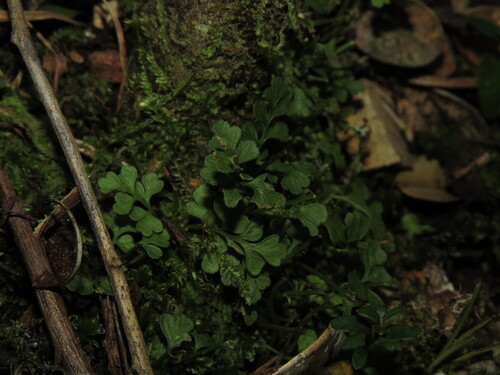 Asplenium dareoides, photograph 6