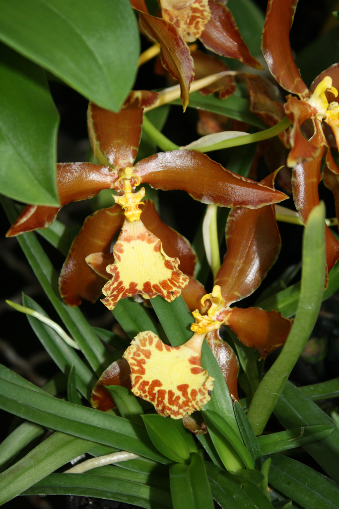 Rossioglossum splendens