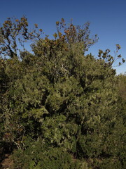 Myrceugenia rufa, photograph (c) Nicolás Lavandero, some rights reserved (CC BY)