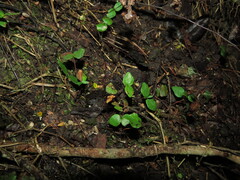 Myrceugenia rufa, photograph (c) Nicolás Lavandero, some rights reserved (CC BY)