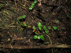 Myrceugenia rufa, photograph (c) Nicolás Lavandero, some rights reserved (CC BY)