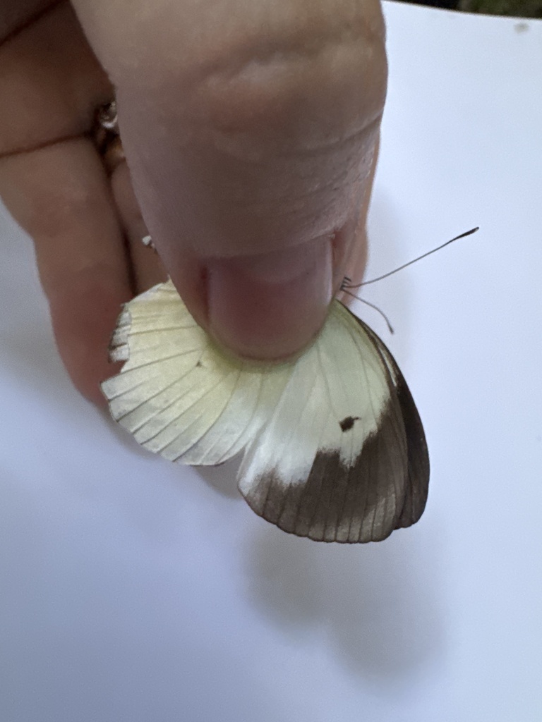 Glennia pylotis