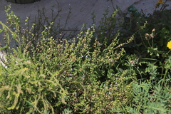 Salvia stenophylla