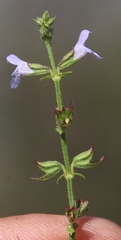 Salvia stenophylla