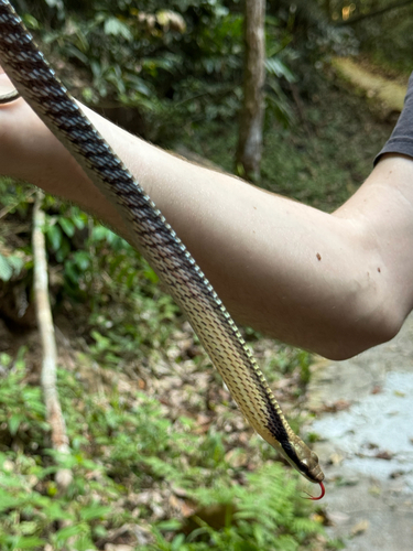 Dendrelaphis striatus, 2026-03-23