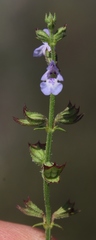 Salvia stenophylla
