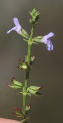 Salvia stenophylla