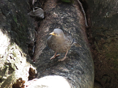 Argya affinis