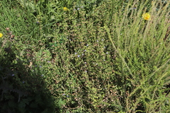 Salvia stenophylla