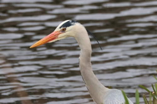 Garza real (Ardea cinerea)