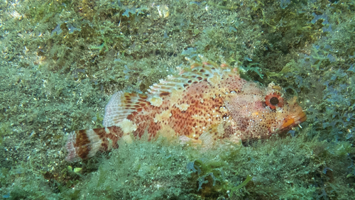 Scorpaena maderensis