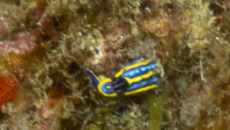 Felimare tricolor