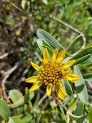 Borrichia frutescens image