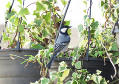 Parus cinereus