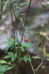 Solanum appendiculatum