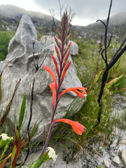 Watsonia tabularis, photograph author not stated, no rights reserved
