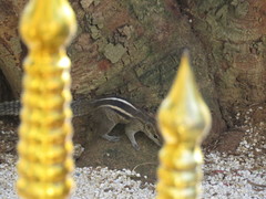 Funambulus palmarum
