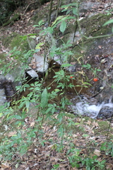 Solanum appendiculatum