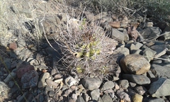 Echinopsis leucantha