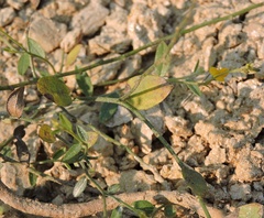 Crotalaria prostrata
