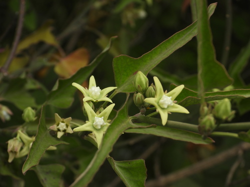 Latexplant (Araujia odorata)