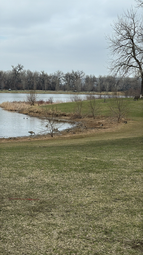 iNaturalist observation 2026-04-01