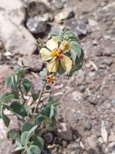 pelotazo (Abutilon incanum)
