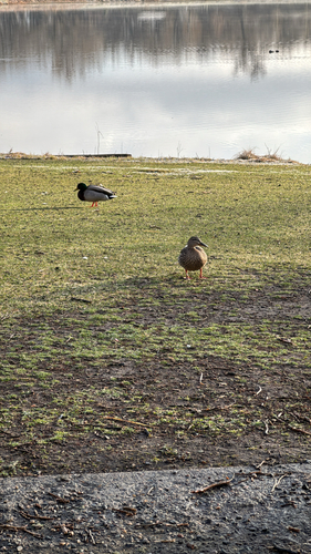 iNaturalist observation 2026-04-01