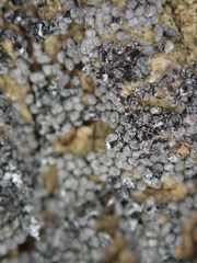 Ruzenia spermoides