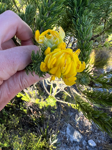 Heady Capegorse (Aspalathus capitata)