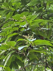 Green Miconia (Miconia prasina)