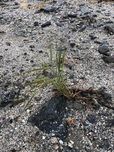 iNaturalist observation photo of cape ricegrass