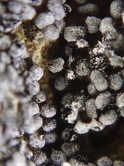 Ruzenia spermoides