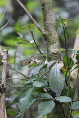 Solanum appendiculatum