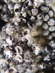 Ruzenia spermoides