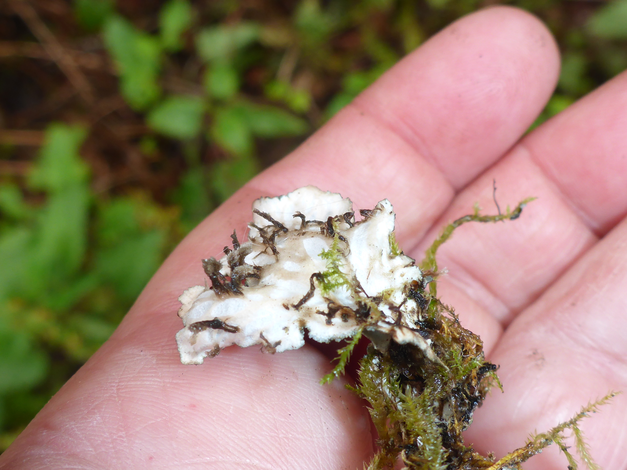 Peltigera collina image