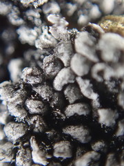 Ruzenia spermoides