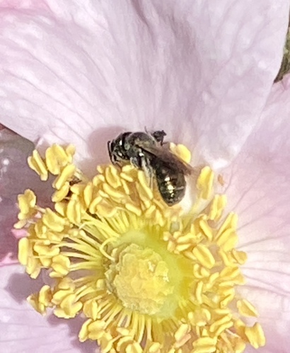 iNaturalist observation photo of Small Carpenter Bees