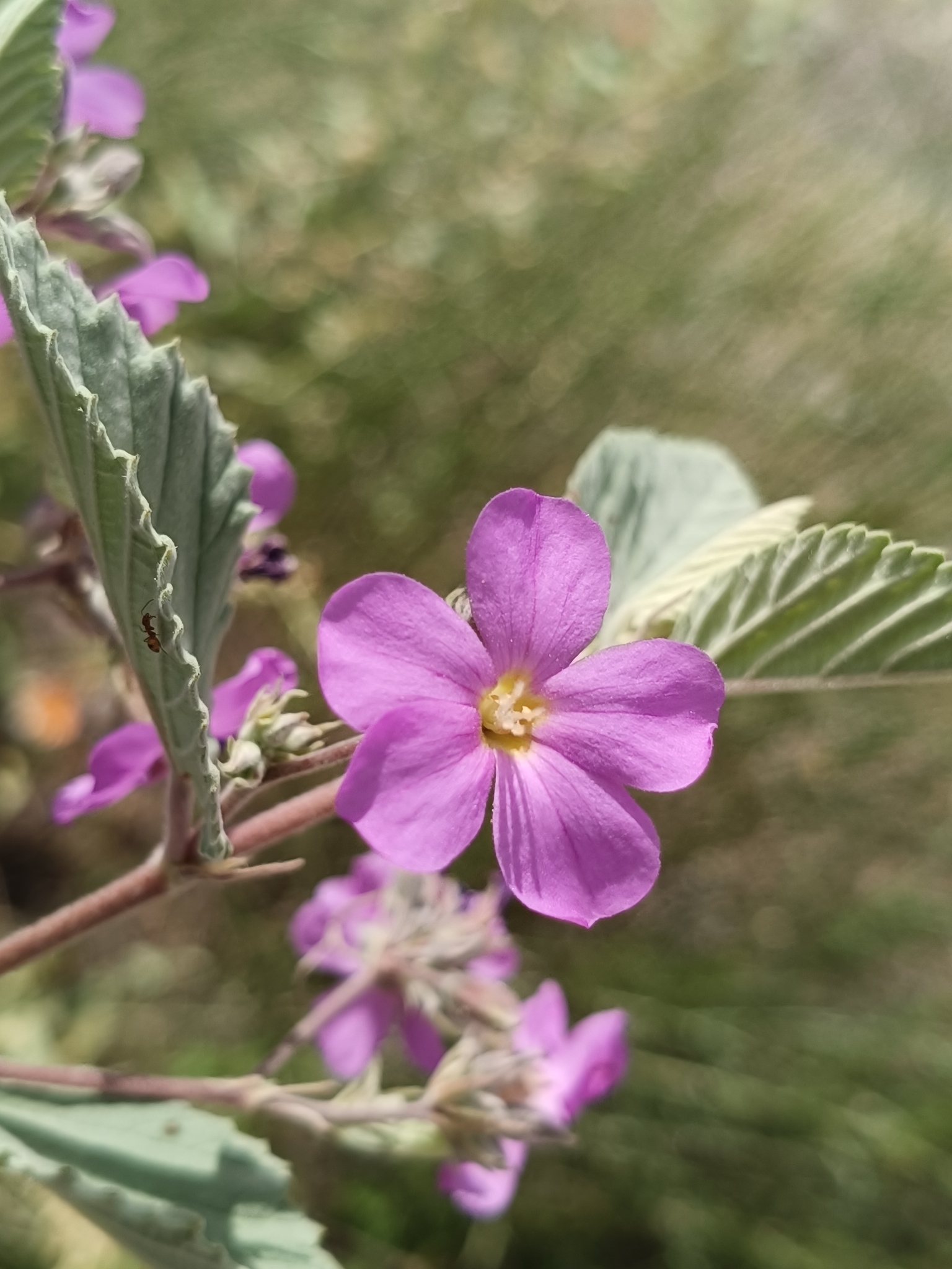Gulf Teabush (Melochia tomentosa)