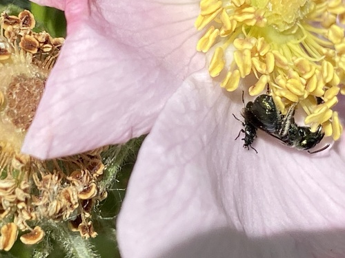 iNaturalist observation photo of Beetles