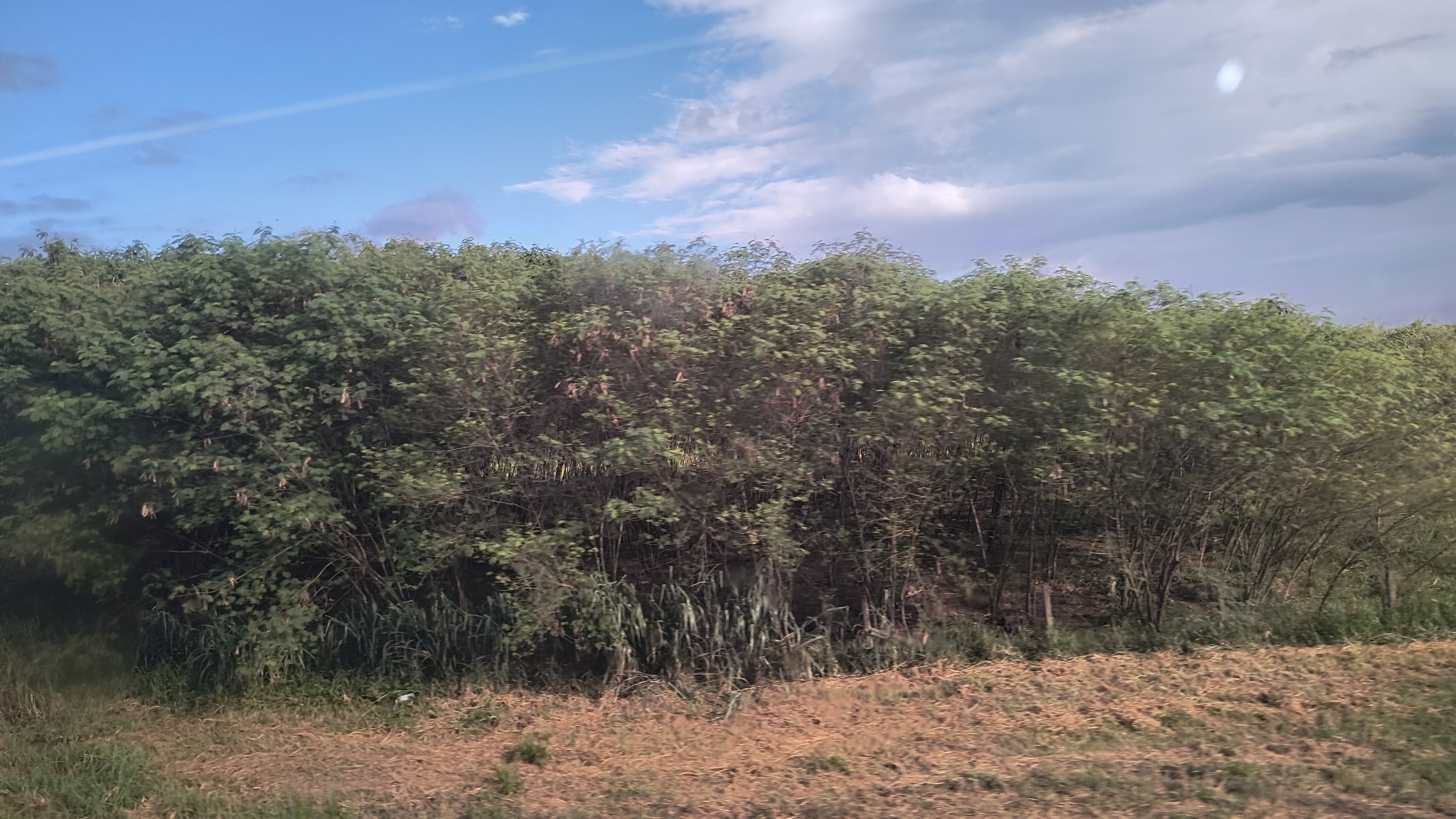 Leucaena leucocephala